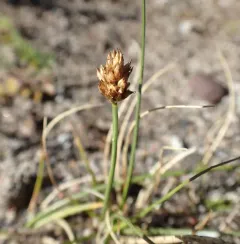 Curved Sedge thumbnail 3
