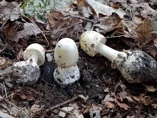 Pink-Gilled Destroying Angel