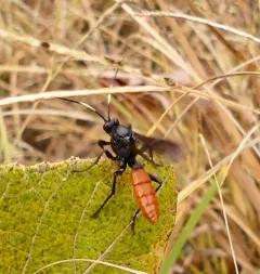 Protichneumon grandis thumbnail 3