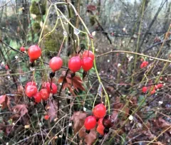 cluster rose thumbnail 3