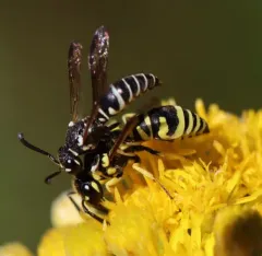 Stenodynerus blandus thumbnail 4