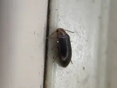 Red-necked False Darkling Beetle thumbnail 4