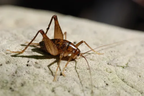 Short-legged Camel Cricket