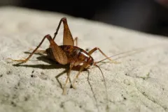 Short-legged Camel Cricket thumbnail 1
