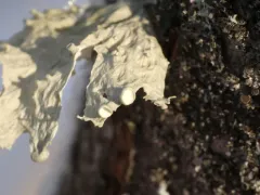 Ramalina unifolia thumbnail 2