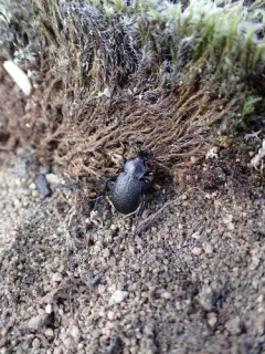 Carabus chamissonis thumbnail 2