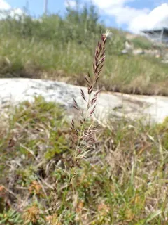 Lapland Reedgrass thumbnail 2