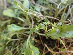 Iceland-purslane thumbnail 2