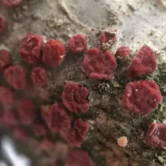 Red Tree Brain Fungus thumbnail 3