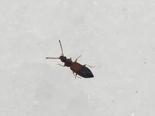 winter rove beetle