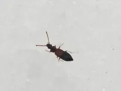 winter rove beetle thumbnail 1