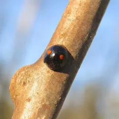Twice-stabbed Lady Beetle thumbnail 2