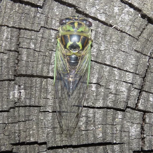 Northern Dog-day Cicada