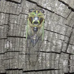 Northern Dog-day Cicada thumbnail 1