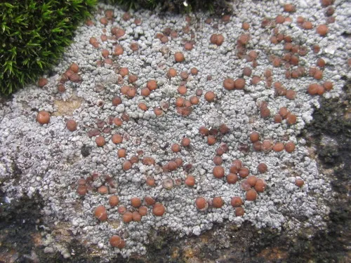 Radiate Pebble Lichen