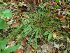 Eastern Few-fruit Sedge thumbnail 4