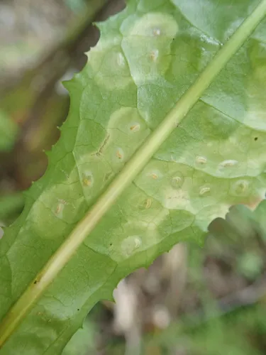 Cystiphora taraxaci
