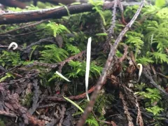 Pointed Club thumbnail 2