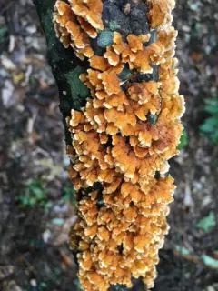 crowded parchment thumbnail 4