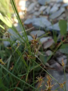 bristle sedge thumbnail 4