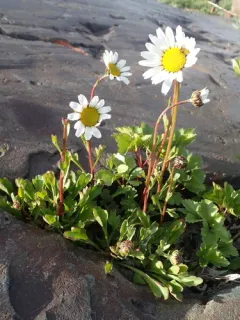 Arctic Daisy thumbnail 4