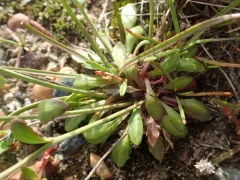 Arctic rock-cress thumbnail 3