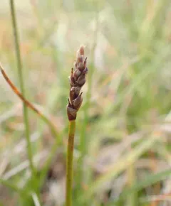 Rock Sedge thumbnail 4
