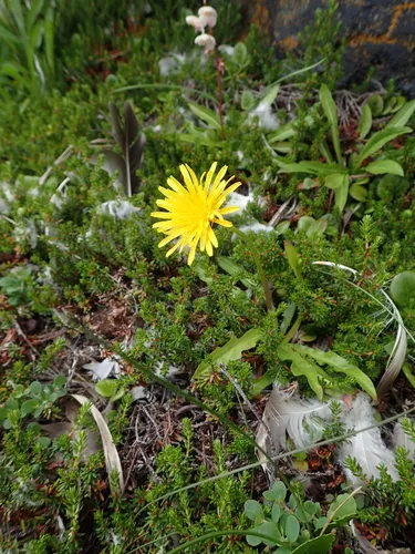 Taraxacum croceum