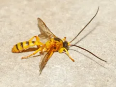 Colpotrochia fultoni thumbnail 2