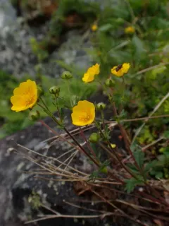 Alpine Cinquefoil thumbnail 2