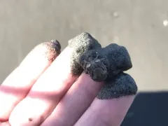 Tetyra robusta thumbnail 4