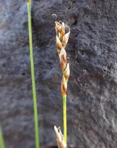 Mouse-tail bog sedge thumbnail 3