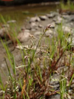 Water Whorl-grass thumbnail 4