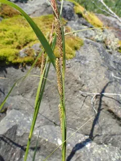 estuary sedge thumbnail 2