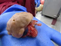 Hermit Crab Sponge thumbnail 1