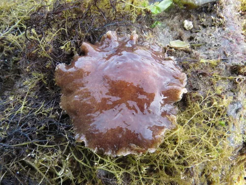 Giant Flatworm