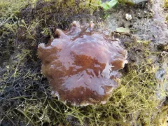 Giant Flatworm thumbnail 1