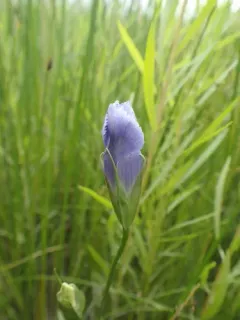 Victorin's Gentian thumbnail 3