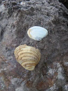 Iceland Cockle thumbnail 2