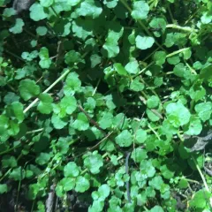 American golden saxifrage thumbnail 2
