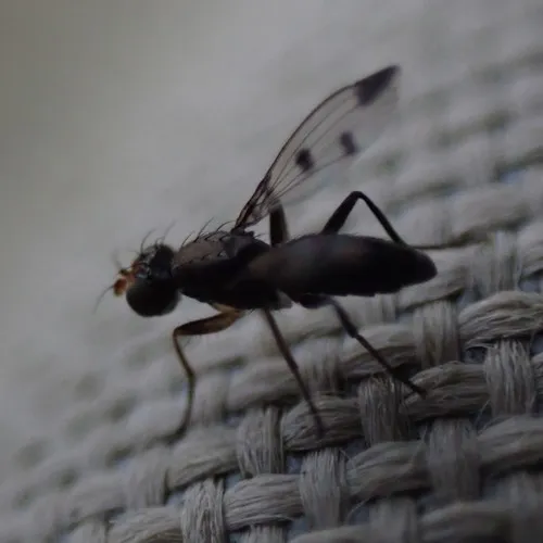 Cereal Fly