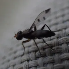Cereal Fly thumbnail 1
