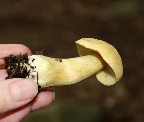 Tricholoma odorum