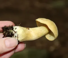 Tricholoma odorum thumbnail 1