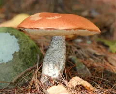 Foxy Bolete thumbnail 2
