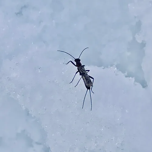 Eastern Snowfly