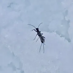 Eastern Snowfly thumbnail 1