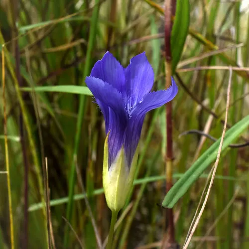 lesser fringed gentian