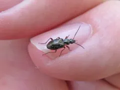 Agonum excavatum thumbnail 3