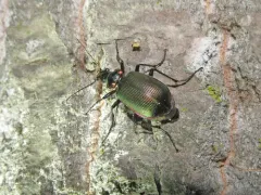 Wilcox's Spring Caterpillar Hunter thumbnail 2
